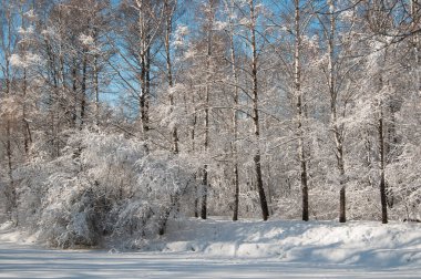 Kar fırtınasından sonra parkı olan kış manzarası