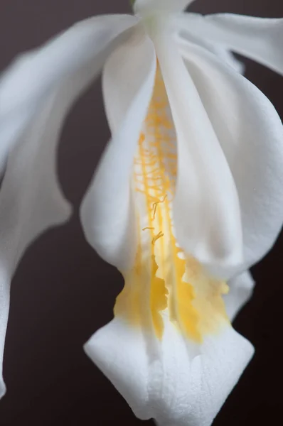 Flower Coelogyne Cristata Orchid Close Shot — Stock Photo, Image