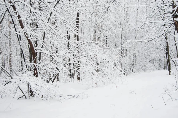 Paisaje Invernal Con Parque Después Tormenta Nieve — Foto de Stock
