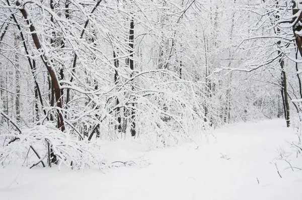 Kar fırtınasından sonra parkı olan kış manzarası