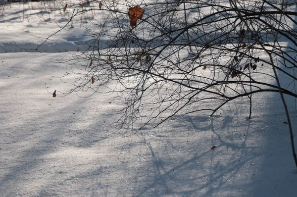 Talvi Maisema Puiston Jälkeen Lumimyrsky — kuvapankkivalokuva