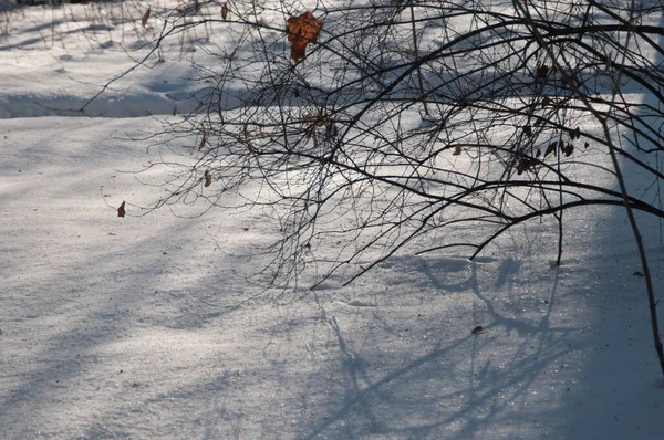 Paisagem Inverno Com Parque Após Tempestade Neve — Fotografia de Stock