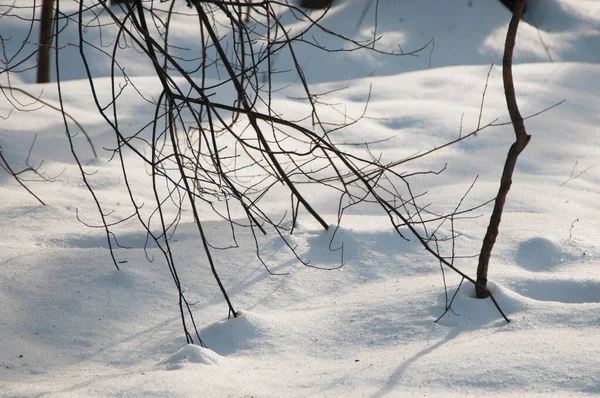 Winter Landscape Park Snowstorm — Stock Photo, Image