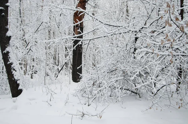 Paisaje Invernal Con Parque Después Tormenta Nieve — Foto de Stock