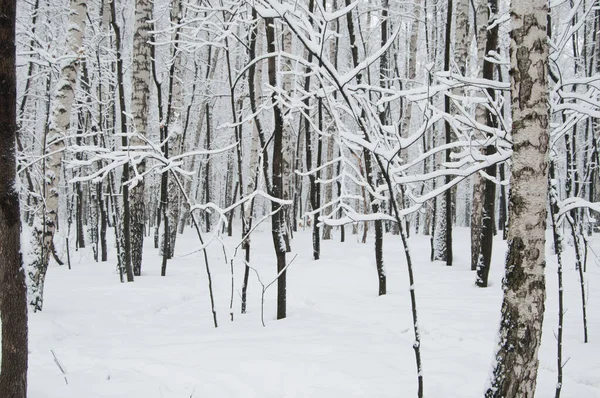 Paisagem Inverno Com Parque Após Tempestade Neve — Fotografia de Stock