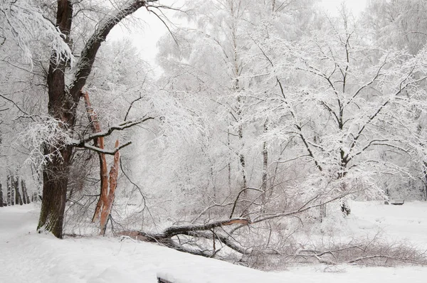 Zimowy Krajobraz Parkiem Śnieżycy — Zdjęcie stockowe