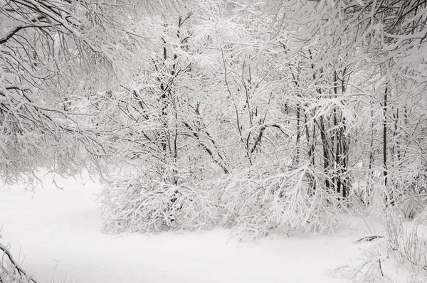 Paisaje Invernal Con Parque Después Tormenta Nieve — Foto de Stock