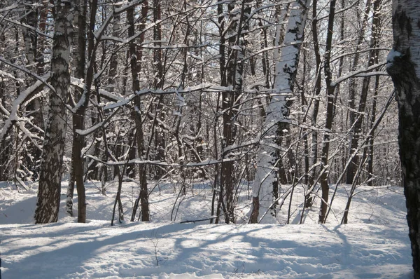 Paisaje Invernal Con Parque Después Tormenta Nieve — Foto de Stock