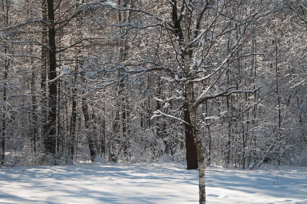 Paisaje Invernal Con Parque Después Tormenta Nieve — Foto de Stock