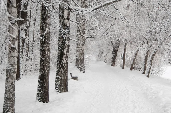 Paisaje Invernal Con Parque Después Tormenta Nieve — Foto de Stock