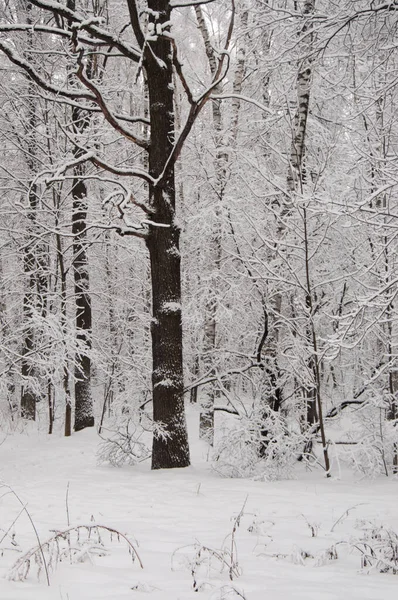 Paisaje Invernal Con Parque Después Tormenta Nieve — Foto de Stock