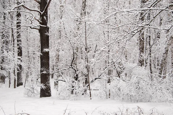 Paisaje Invernal Con Parque Después Tormenta Nieve — Foto de Stock