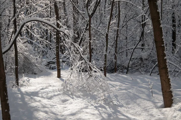 Paisagem Inverno Com Parque Após Tempestade Neve — Fotografia de Stock