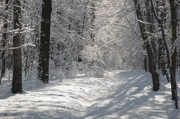 Paisaje Invernal Con Parque Después Tormenta Nieve — Foto de Stock