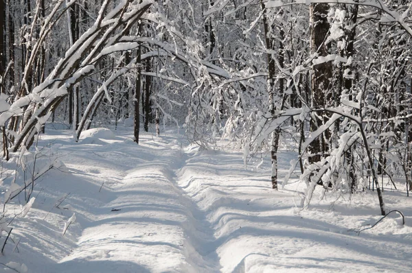 Paisaje Invernal Con Parque Después Tormenta Nieve — Foto de Stock