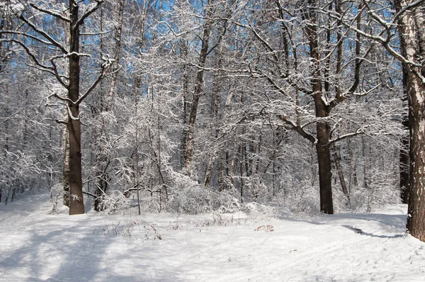 Paisaje Invernal Con Parque Después Tormenta Nieve — Foto de Stock