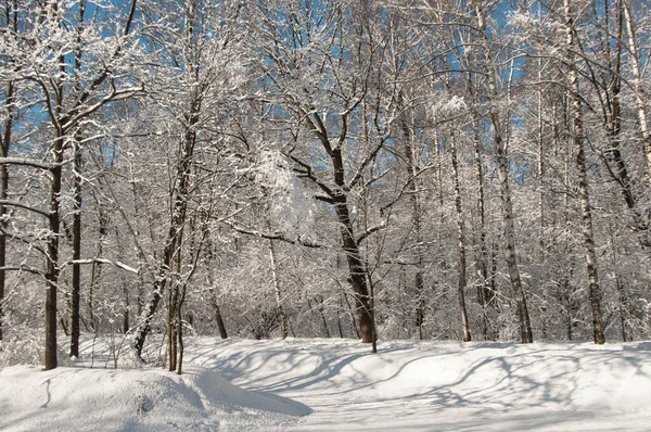 Winter Landscape Park Snowstorm Royalty Free Stock Images