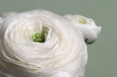 Ranunculus çiçeği yeşil arkaplanda, yakın plan