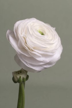 Ranunculus çiçeği yeşil arkaplanda, yakın plan