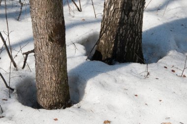 Sokolniki Parkı 'nda bahar ormanı tavaları