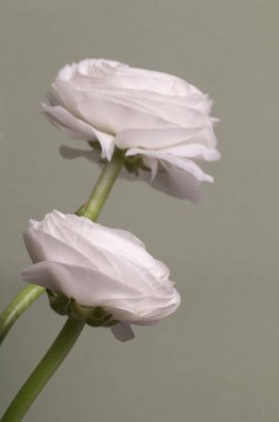 Ranunculus çiçeği yeşil arkaplanda, yakın plan