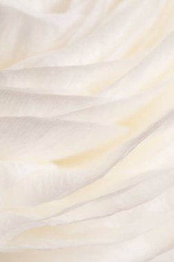 Ranunculus çiçeği yeşil arkaplanda, yakın plan