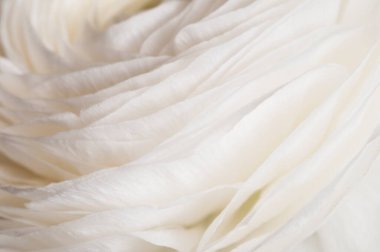 Ranunculus çiçeği yeşil arkaplanda, yakın plan