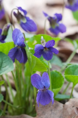 Viola Palustris (bataklık menekşesi) çiçekleri, yakın çekim