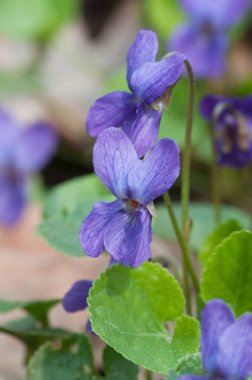 Viola Palustris (bataklık menekşesi) çiçekleri, yakın çekim