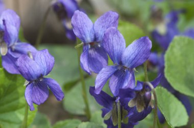Viola Palustris (bataklık menekşesi) çiçekleri, yakın çekim