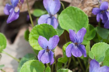Viola Palustris (bataklık menekşesi) çiçekleri, yakın çekim