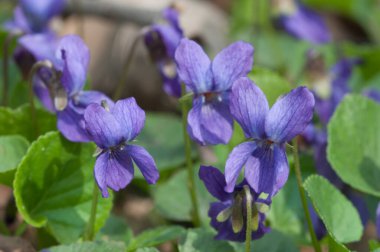 Viola Palustris (bataklık menekşesi) çiçekleri, yakın çekim