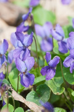 Viola Palustris (bataklık menekşesi) çiçekleri, yakın çekim
