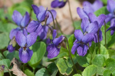 Viola Palustris (bataklık menekşesi) çiçekleri, yakın çekim
