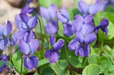Viola Palustris (bataklık menekşesi) çiçekleri, yakın çekim