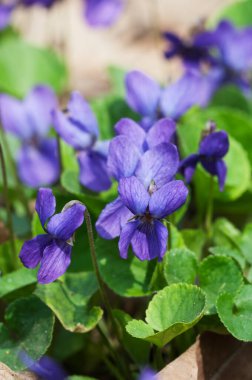 Viola Palustris (bataklık menekşesi) çiçekleri, yakın çekim