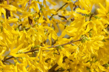 Forsythia çiçekleri yakın çekim yerel odak