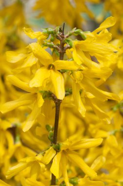 Forsythia çiçekleri yakın çekim yerel odak
