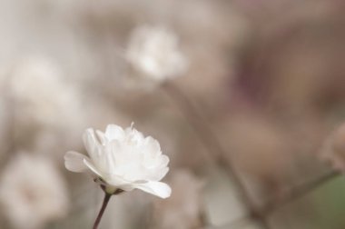 Yaygın çikila çiçeği, yakın çekim, yerel odak