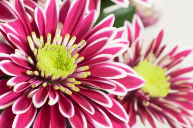 Papatya çiçekleri, yakın çekim, yerel odak