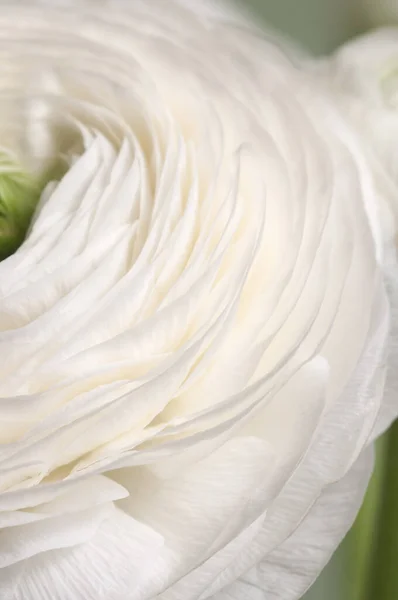Ranunculus Kwiat Zielonym Tle Zbliżenie — Zdjęcie stockowe