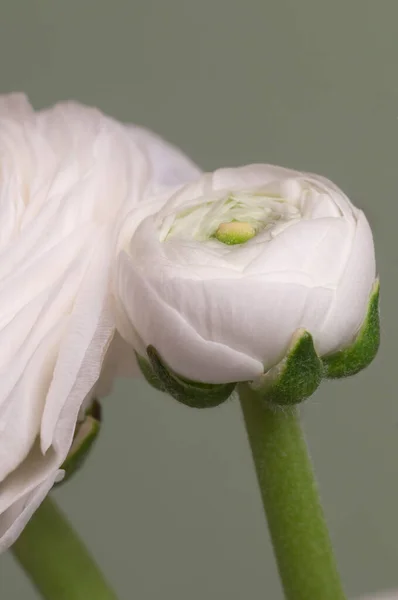 緑の背景の上のランヌクラスの花 クローズアップ — ストック写真