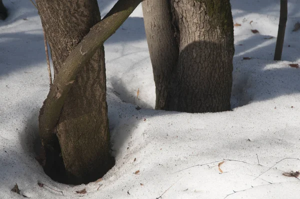 Pfannen Frühlingwald Sokolniki Park — Stockfoto