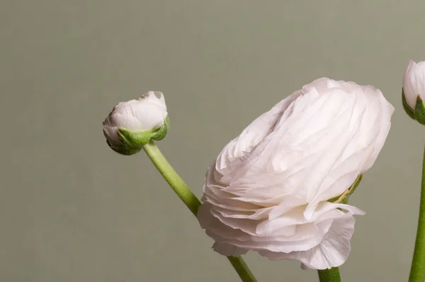 Ranunculus Flor Sobre Fondo Verde Primer Plano —  Fotos de Stock