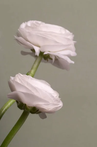Ranunculus Λουλούδι Πάνω Από Πράσινο Φόντο Closeup — Φωτογραφία Αρχείου