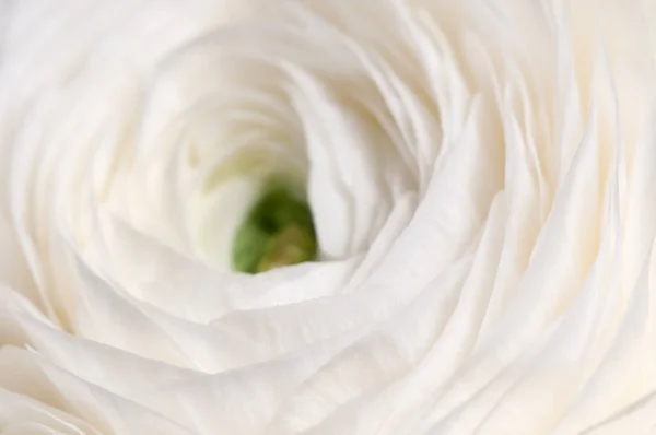 Ranunculus Bloem Groene Achtergrond Close — Stockfoto