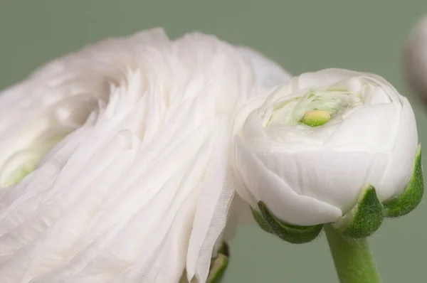 Ranunkulus Květ Zeleném Pozadí Detailní Záběr — Stock fotografie