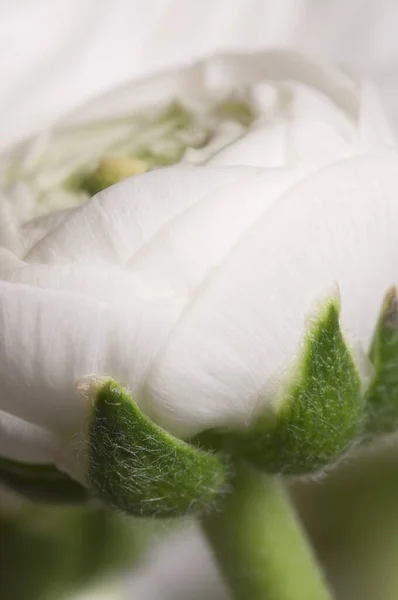 緑の背景の上のランヌクラスの花 クローズアップ — ストック写真