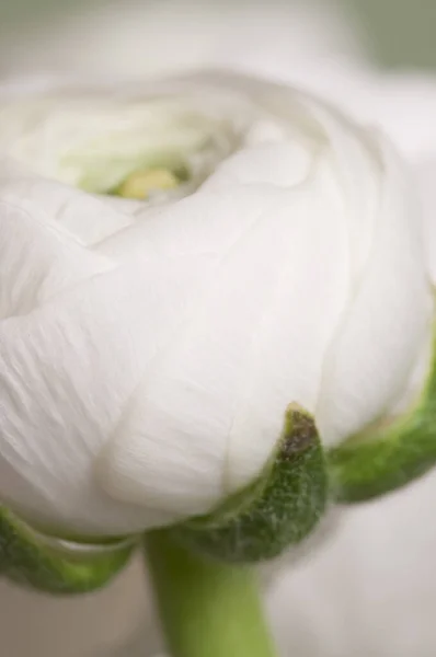 Ranunkulus Květ Zeleném Pozadí Detailní Záběr — Stock fotografie