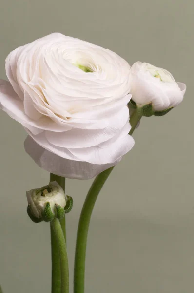 Ranunculus Flor Sobre Fondo Verde Primer Plano —  Fotos de Stock